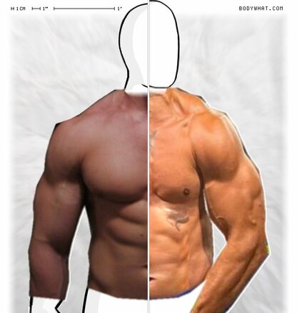 Torso Comparison