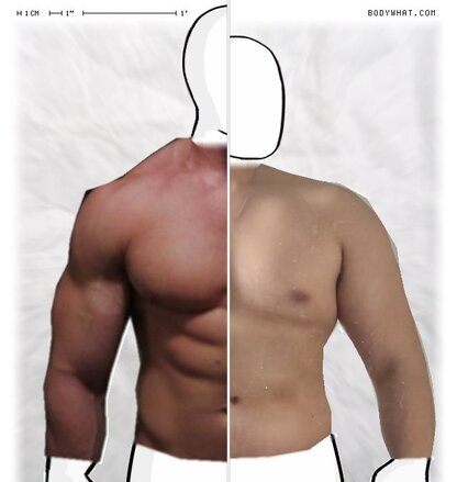 Torso Comparison