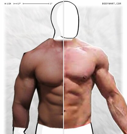 Torso Comparison