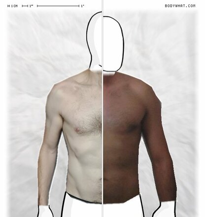 Torso Comparison
