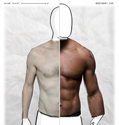 Torso Comparison