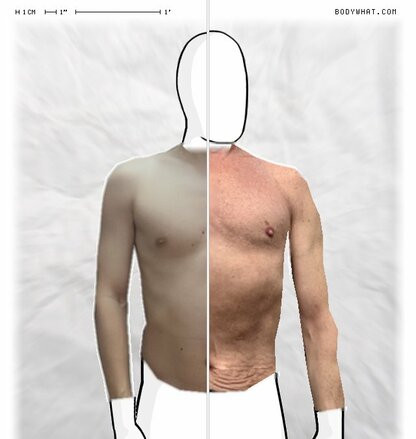 Torso Comparison