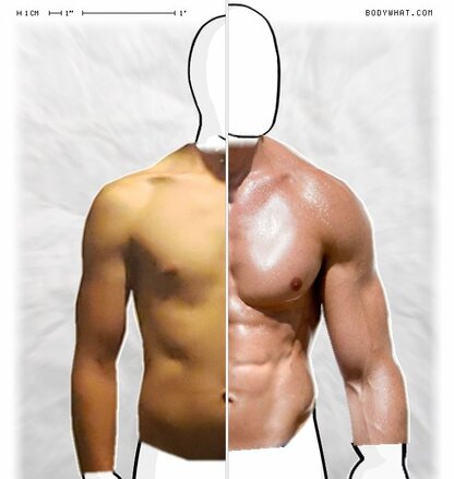 Torso Comparison