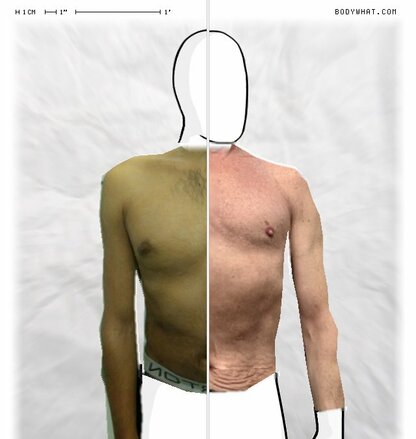 Torso Comparison