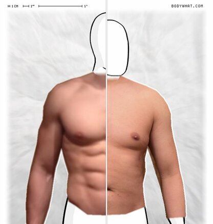 Torso Comparison