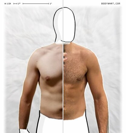 Torso Comparison