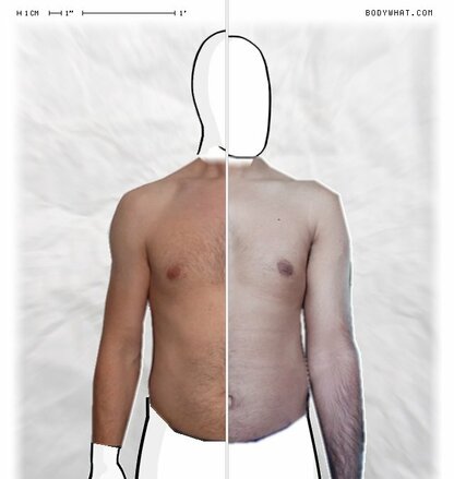 Torso Comparison