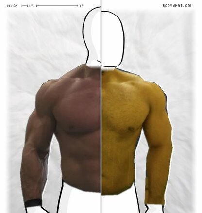 Torso Comparison