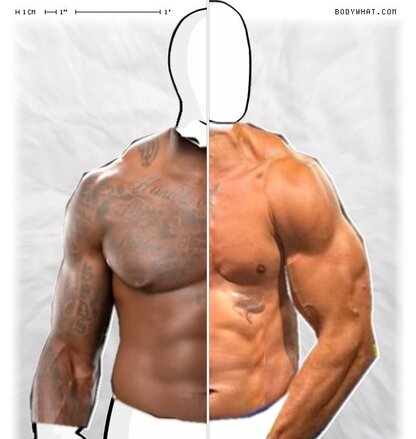 Torso Comparison