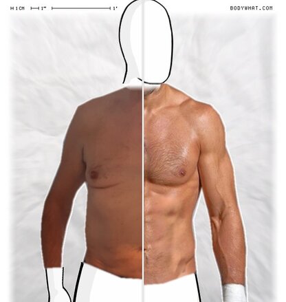 Torso Comparison