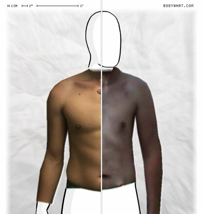 Torso Comparison