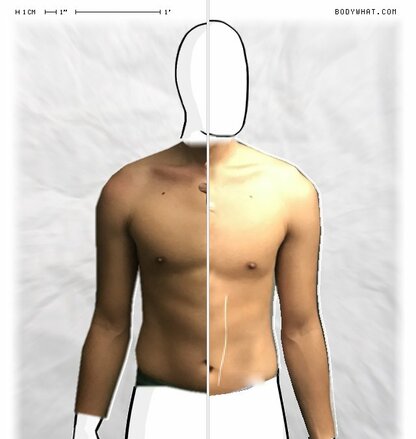 Torso Comparison