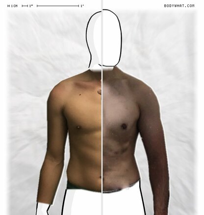 Torso Comparison