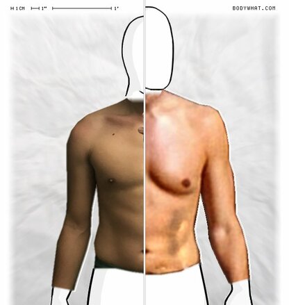 Torso Comparison