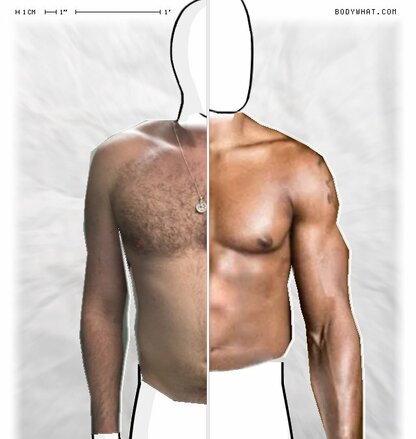 Torso Comparison