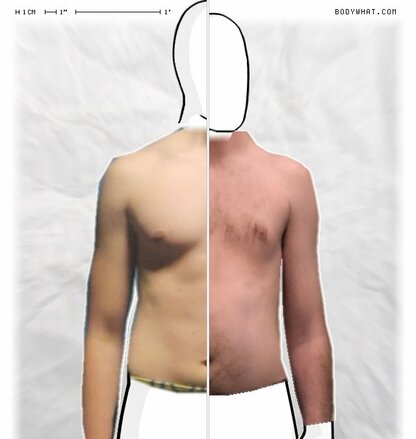 Torso Comparison