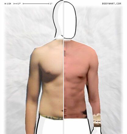 Torso Comparison