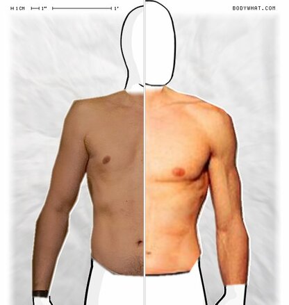 Torso Comparison