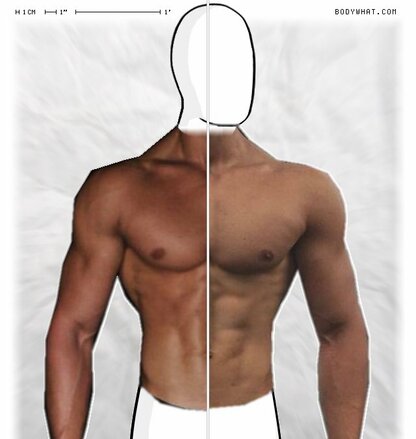 Torso Comparison