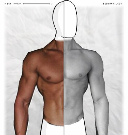 Torso Comparison