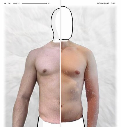 Torso Comparison