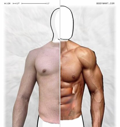 Torso Comparison