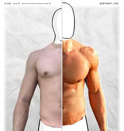 Torso Comparison