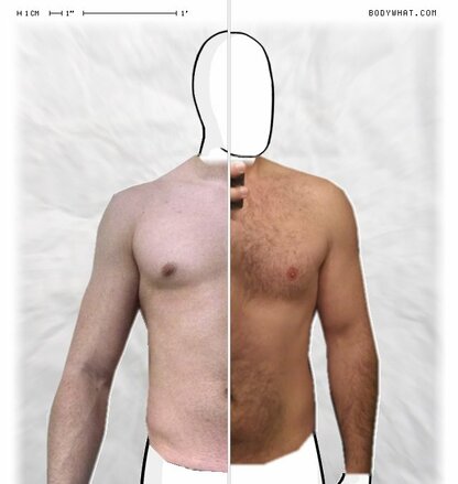 Torso Comparison