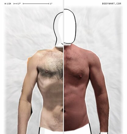 Torso Comparison