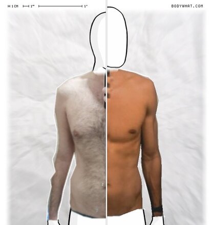 Torso Comparison