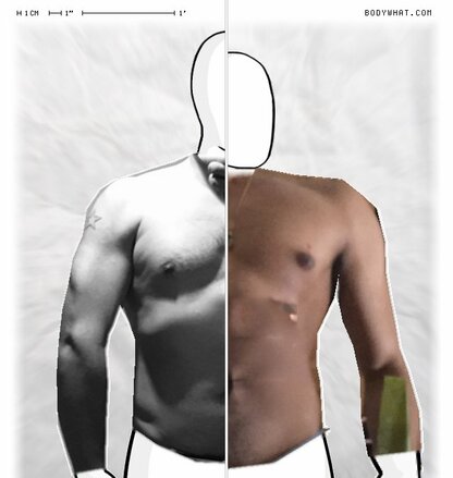 Torso Comparison