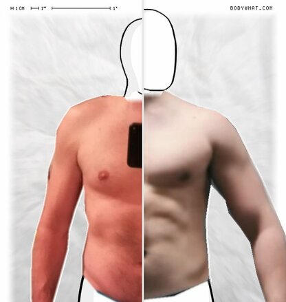 Torso Comparison