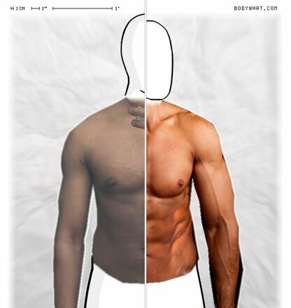 Torso Comparison