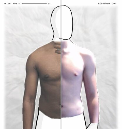 Torso Comparison