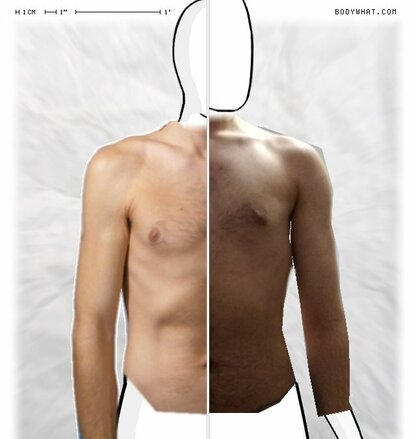 Torso Comparison