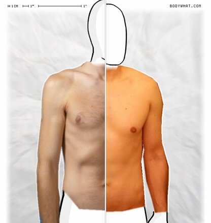 Torso Comparison