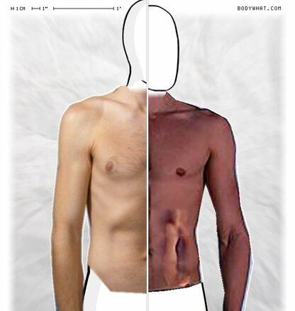 Torso Comparison