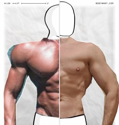 Torso Comparison