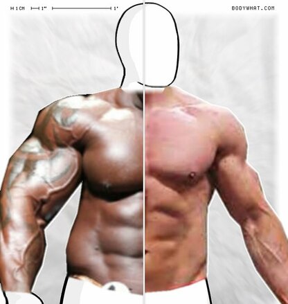 Torso Comparison