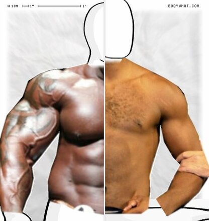 Torso Comparison