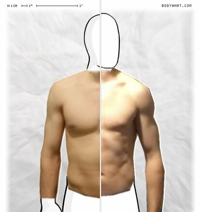 Torso Comparison