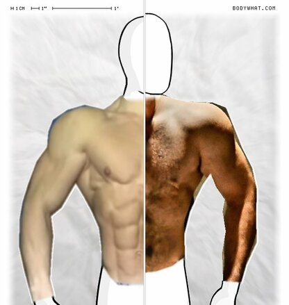 Torso Comparison
