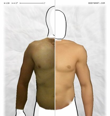 Torso Comparison