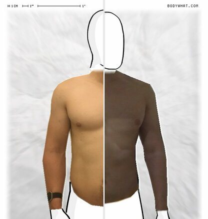 Torso Comparison