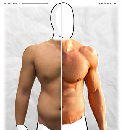 Torso Comparison