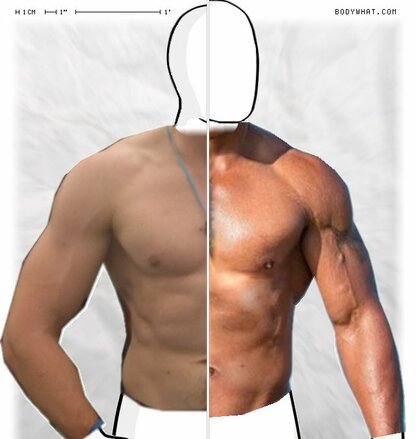 Torso Comparison