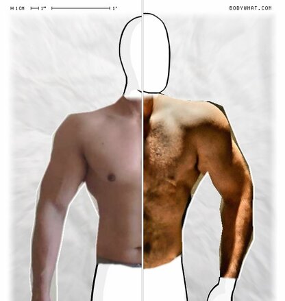 Torso Comparison