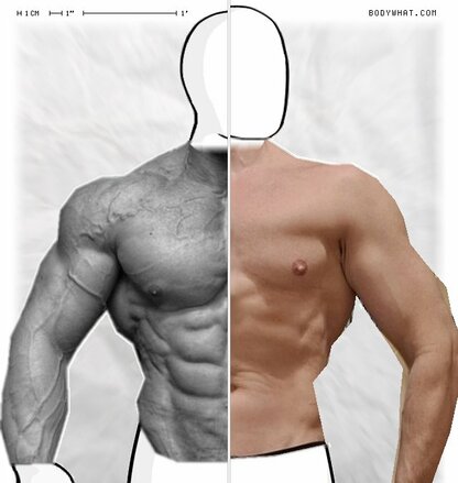 Torso Comparison