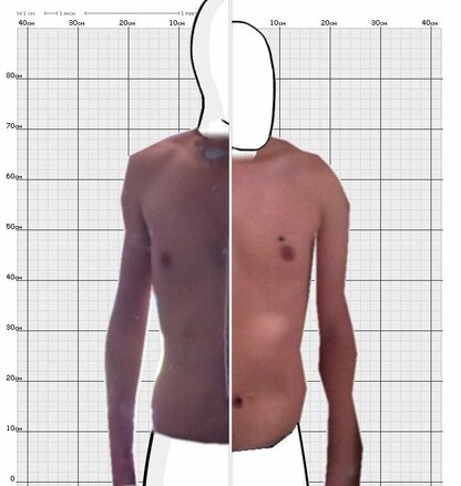 Torso Comparison
