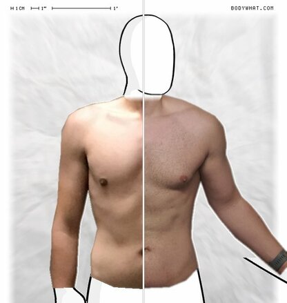 Torso Comparison